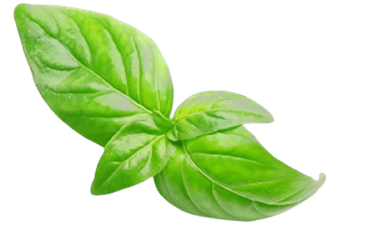 basilic 414x292px removebg preview